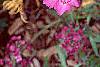 Dianthus chinensis 'Siberian Blues', habit
