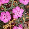 Dianthus chinensis 'Siberian Blues', habit