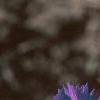 Dianthus chinensis 'Siberian Blues', flowers