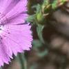 Dianthus chinensis 'Siberian Blues', flowers