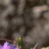Dianthus chinensis 'Siberian Blues', flowers