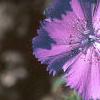 Dianthus chinensis 'Siberian Blues', flowers