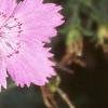 Dianthus chinensis 'Siberian Blues', flowers