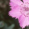 Dianthus chinensis 'Siberian Blues', flowers