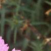 Dianthus chinensis 'Siberian Blues', flowers