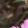 Dianthus chinensis 'Siberian Blues', flowers