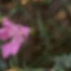 Dianthus chinensis 'Siberian Blues', flowers