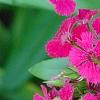 Dianthus barbatus 'Jolt Cherry', flowers
