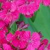 Dianthus barbatus 'Jolt Cherry', flowers