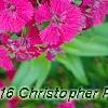 Dianthus barbatus 'Jolt Cherry', flowers