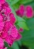 Dianthus barbatus 'Jolt Cherry', flowers