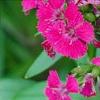 Dianthus barbatus 'Jolt Cherry', flowers