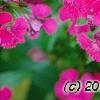Dianthus barbatus 'Jolt Cherry', flowers