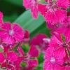 Dianthus barbatus 'Jolt Cherry', flowers