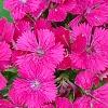 Dianthus barbatus 'Jolt Cherry', flowers