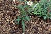 Dianthus carthusianorum, habit