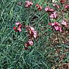Dianthus carthusianorum, habit