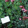 Dianthus carthusianorum, habit