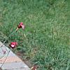 Dianthus carthusianorum, habit