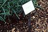 Dianthus carthusianorum, habit