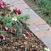 Dianthus carthusianorum, habit