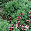 Dianthus carthusianorum, habit