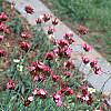 Dianthus carthusianorum, habit