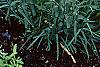 Dianthus carthusianorum, habit