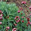 Dianthus carthusianorum, habit