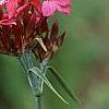 Dianthus carthusianorum, flowers