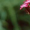 Dianthus carthusianorum, flowers