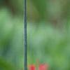 Dianthus carthusianorum, flowers