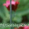 Dianthus carthusianorum, flowers