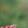 Dianthus carthusianorum, flowers