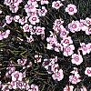Dianthus gratianopolitans 'Bath's Pink', habit
