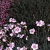 Dianthus gratianopolitans 'Bath's Pink', habit