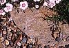 Dianthus gratianopolitans 'Bath's Pink', habit