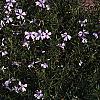 Dianthus gratianopolitans 'Bath's Pink', habit
