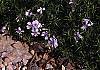 Dianthus gratianopolitans 'Bath's Pink', habit