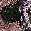 Dianthus gratianopolitans 'Bath's Pink', habit