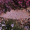 Dianthus gratianopolitans 'Bath's Pink', habit