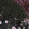 Dianthus gratianopolitans 'Bath's Pink', habit