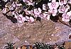 Dianthus gratianopolitans 'Bath's Pink', habit