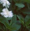 Dianthus plumarius 'Istaul White', flowers