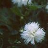 Dianthus plumarius 'Istaul White', flowers