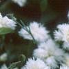 Dianthus plumarius 'Istaul White', flowers