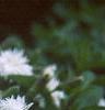 Dianthus plumarius 'Istaul White', flowers