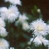 Dianthus plumarius 'Istaul White', flowers