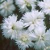 Dianthus plumarius 'Istaul White', flowers