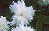 Dianthus plumarius 'Istaul White', flowers